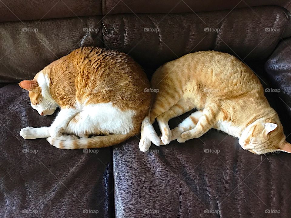 Two cats sleeping on sofa with copy space