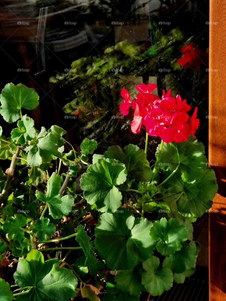 red pelargonium and its reflection