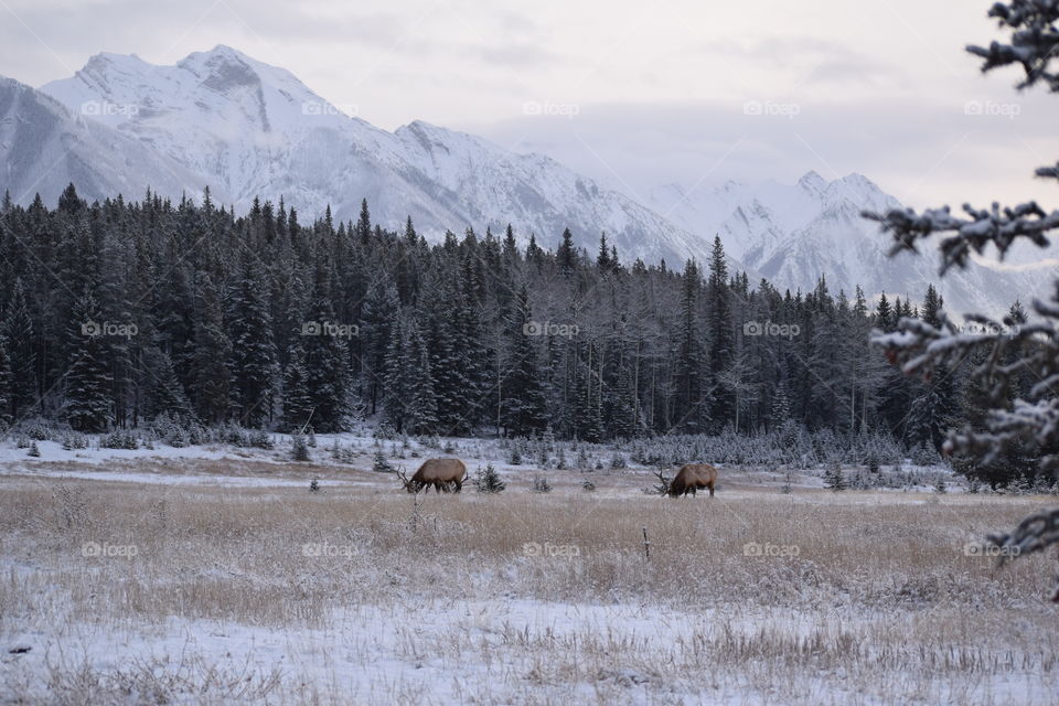 Rocky Mtn Elk