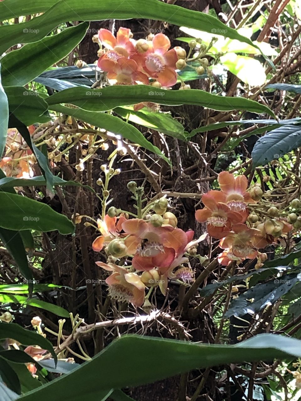 Flowers around us, without COVID-19 ( Bangkok)