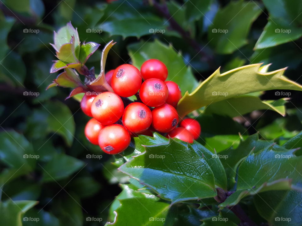 holly berry