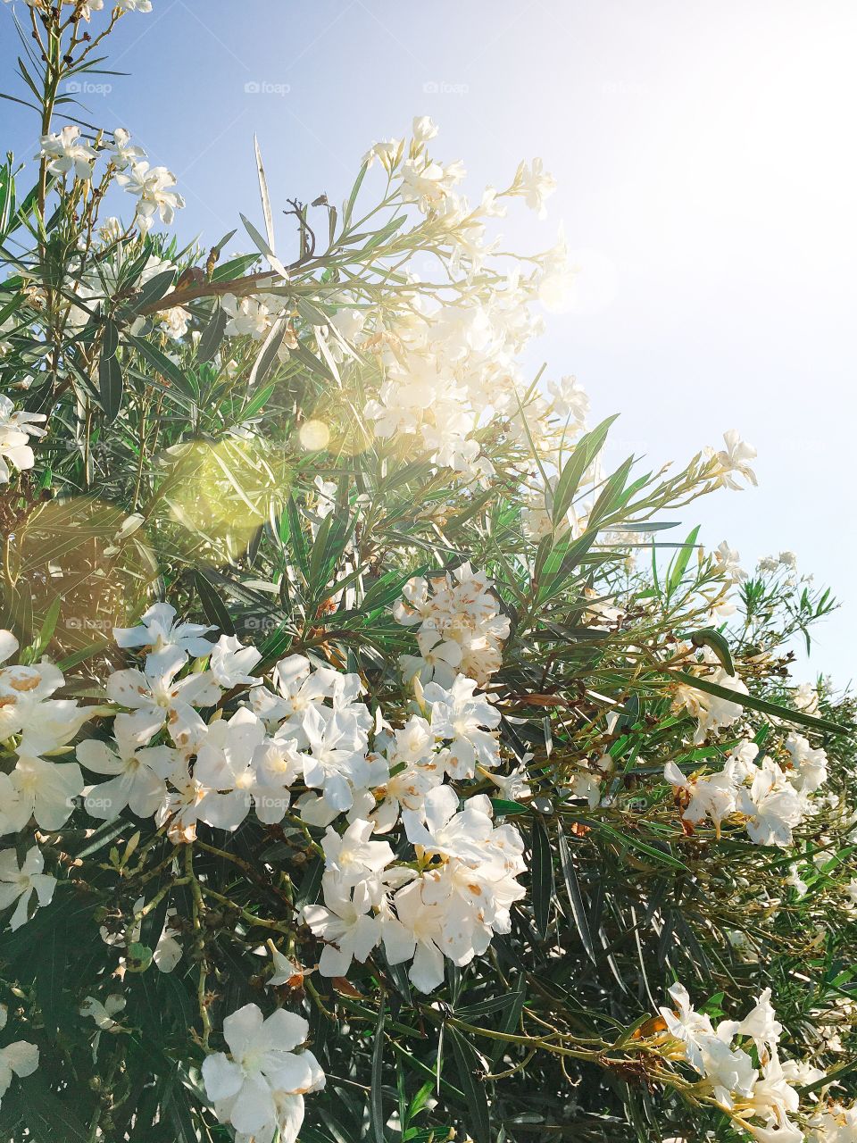 Oleander flowers i Mallorca 