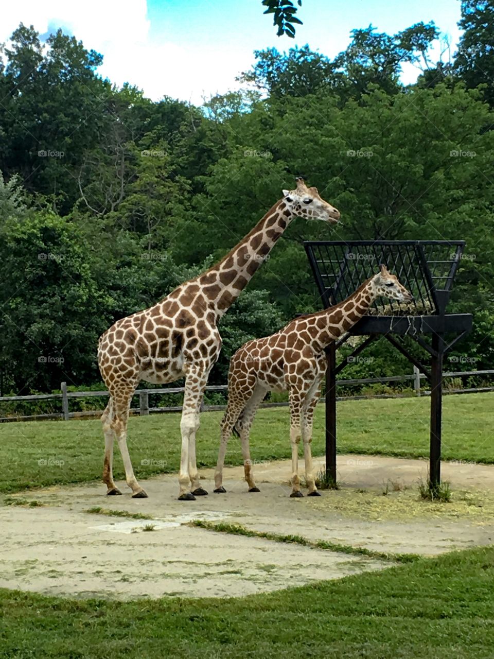 Mama giraffe and baby giraffe 