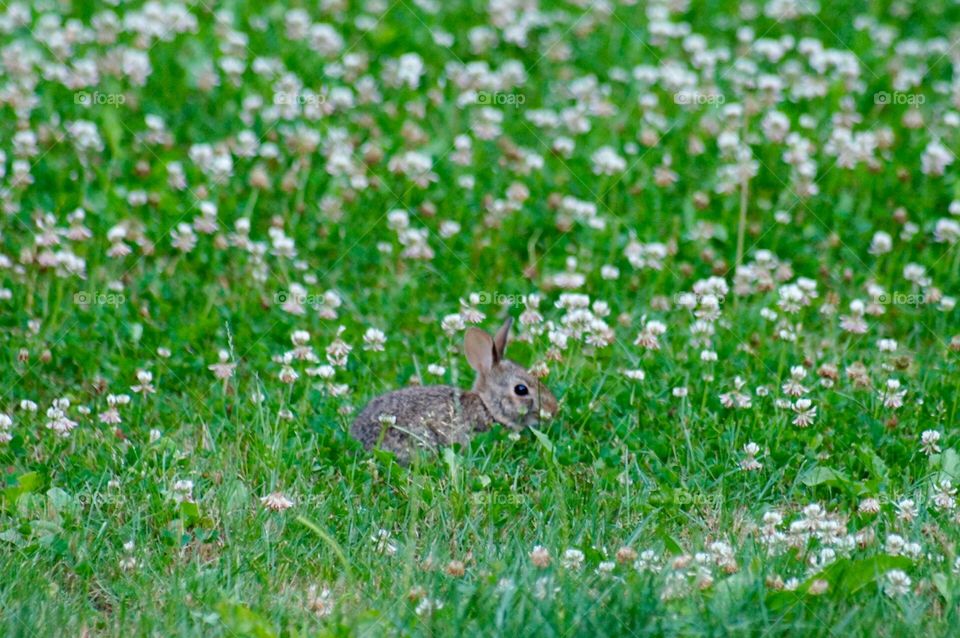 Bunny eating Clover