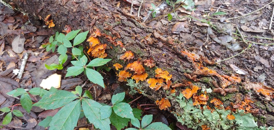 Fungi on oak