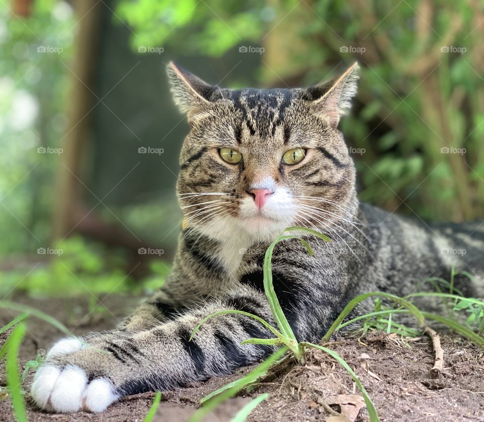 Cat in grass