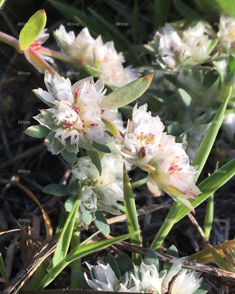Macro shot of very tiny white flowers of carpet grass