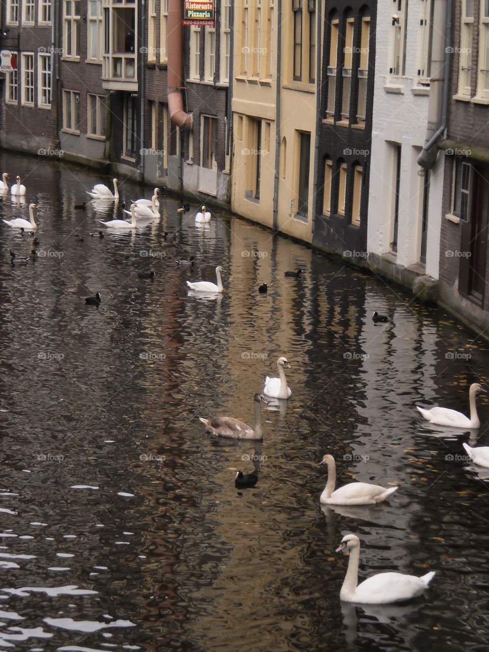 swans in water in amsterdam