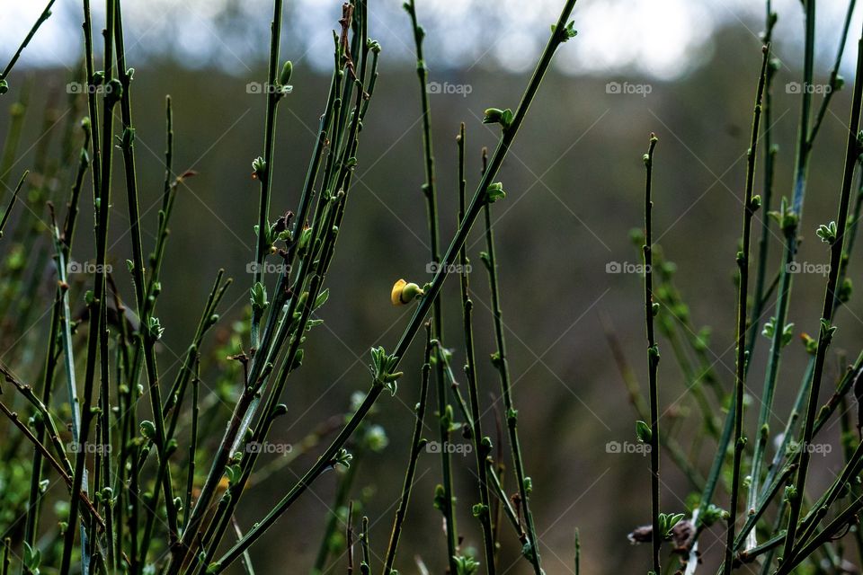 Nature is life, close up bush flower lovely green colour at Aberdeen United Kingdom at riverdee, one of my favourite places to take photos on my canon, I love how it stands out, nature really is beautiful, we need to appreciate it more! ❤️