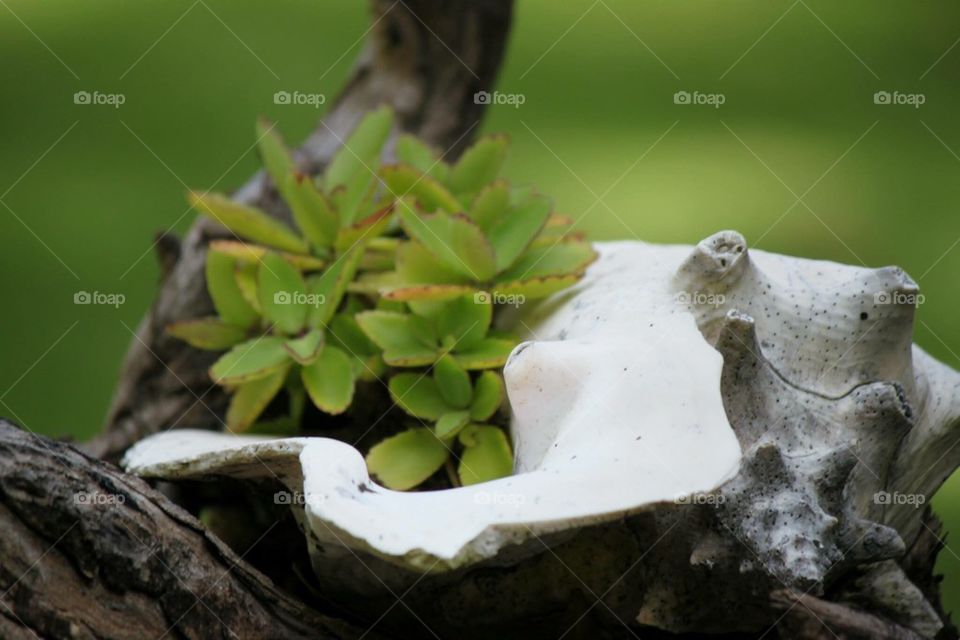 Seashell plant