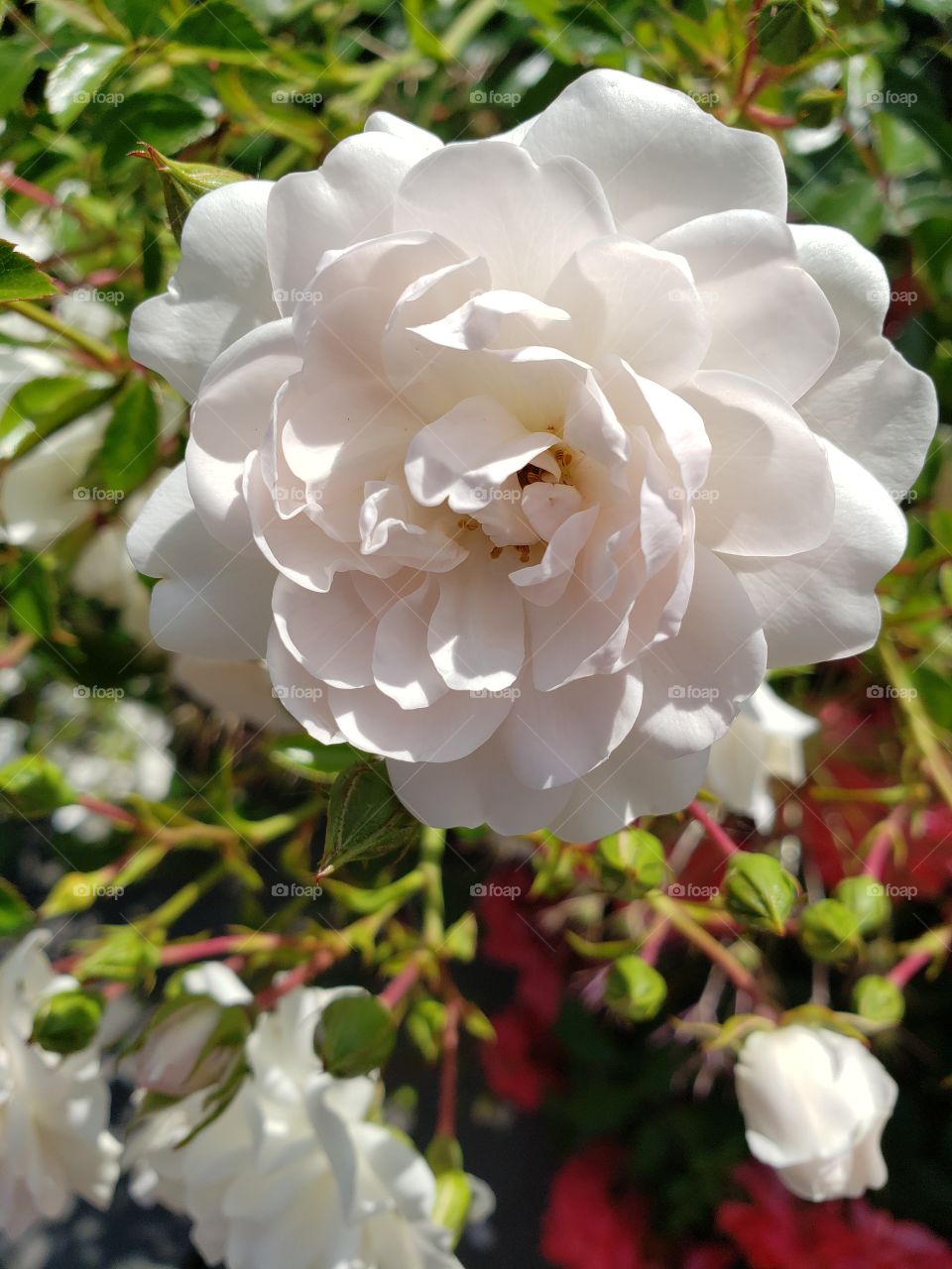 white flower.