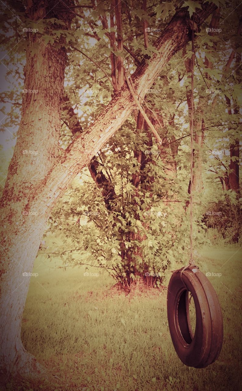 old tree swing