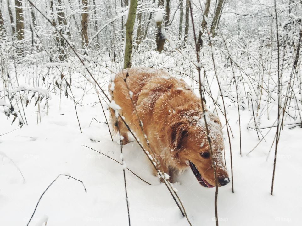 Snow, Winter, Nature, Cold, Frost