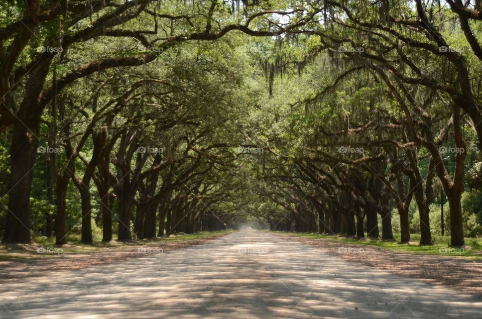 The picturesque road lined with more than four hundred live oak trees that over hang Oak avenue lead right to the heart of Wormsloe State Historic Site and plantation in Savannah, Georgia.