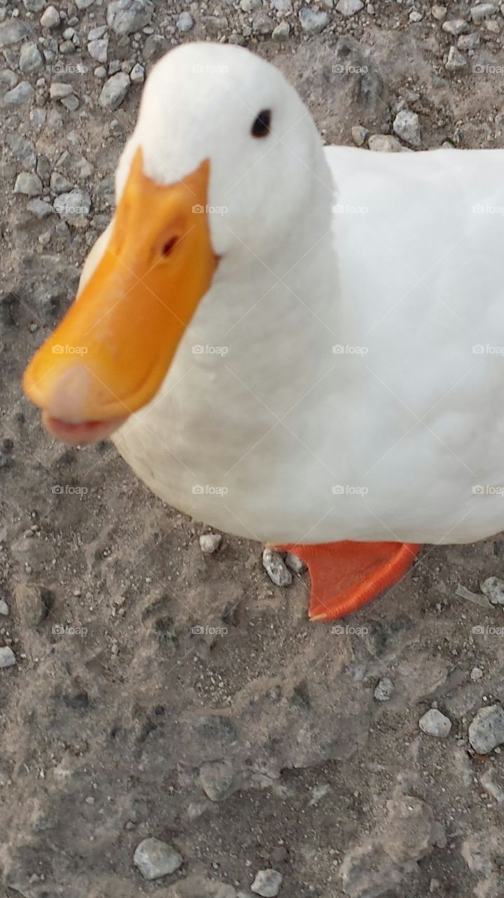 Dudley the white duck photo shoot posing