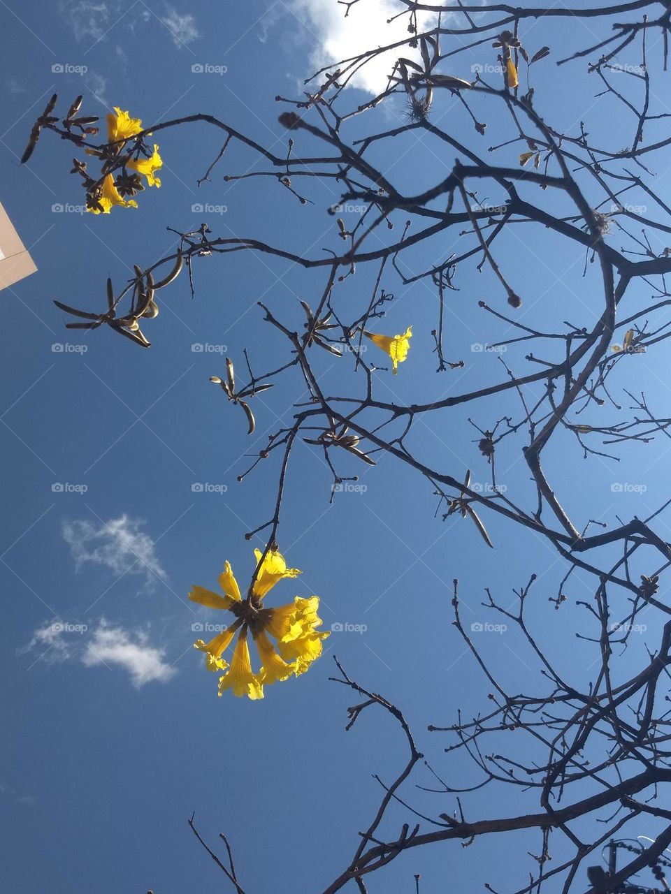 yellow flowers and blue sky