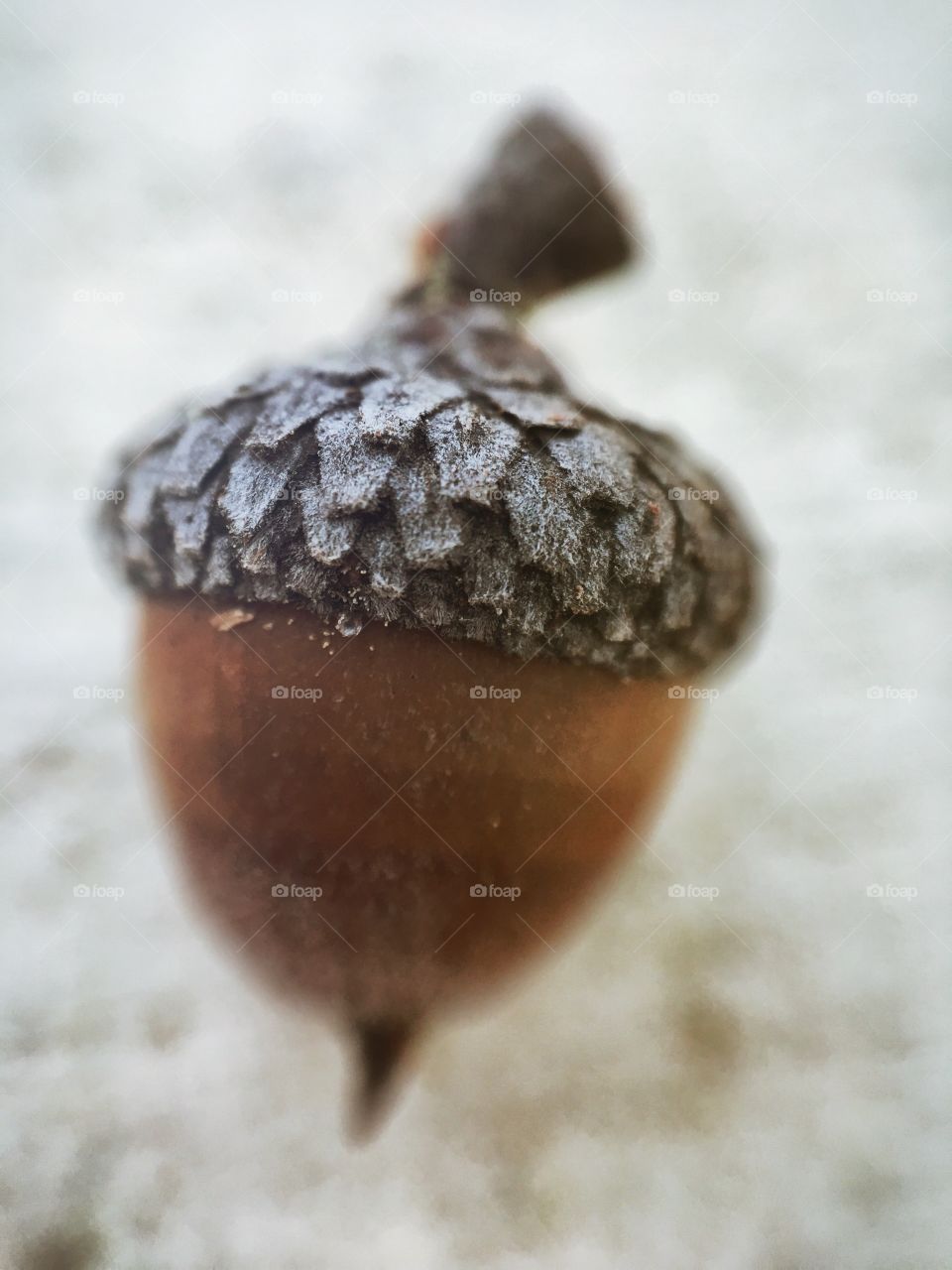 Acorn