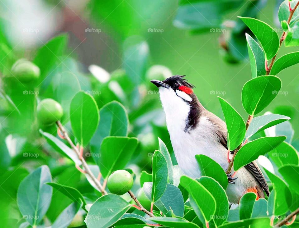 Bird in the open: Urban life