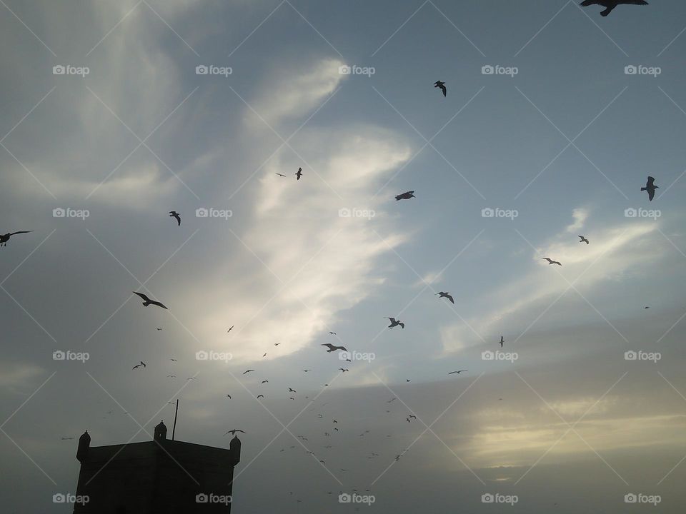 Flock of seagulls flying cross the sky at essaouira city in Morocco.