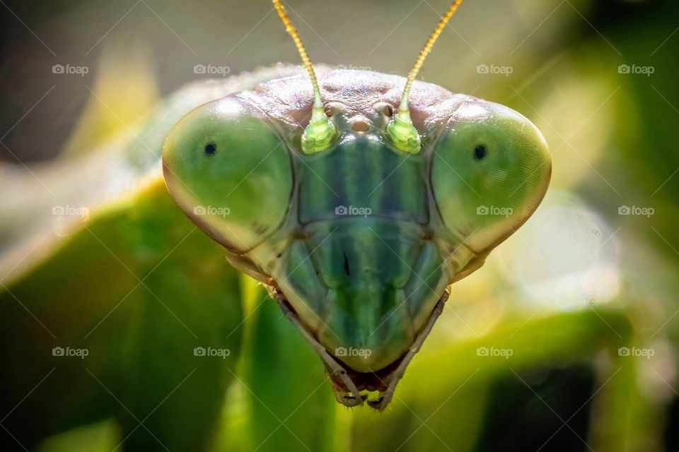 Such a happy face! Chinese Mantis (Tenodera sinensis), Raleigh, North Carolina. 