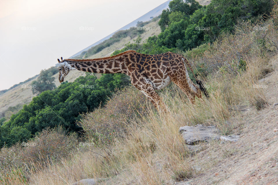 Giraffes in South Africa 