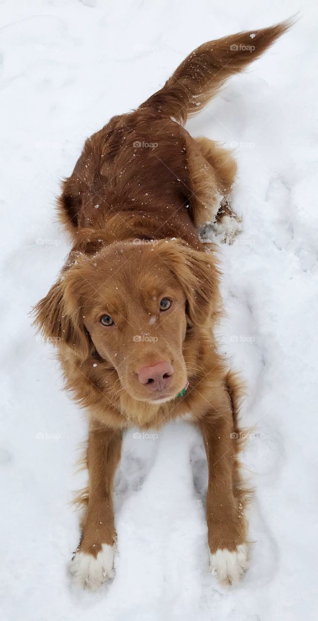 Beautiful Novia Scotia Duck Tolling Retriever in the falling white snow 