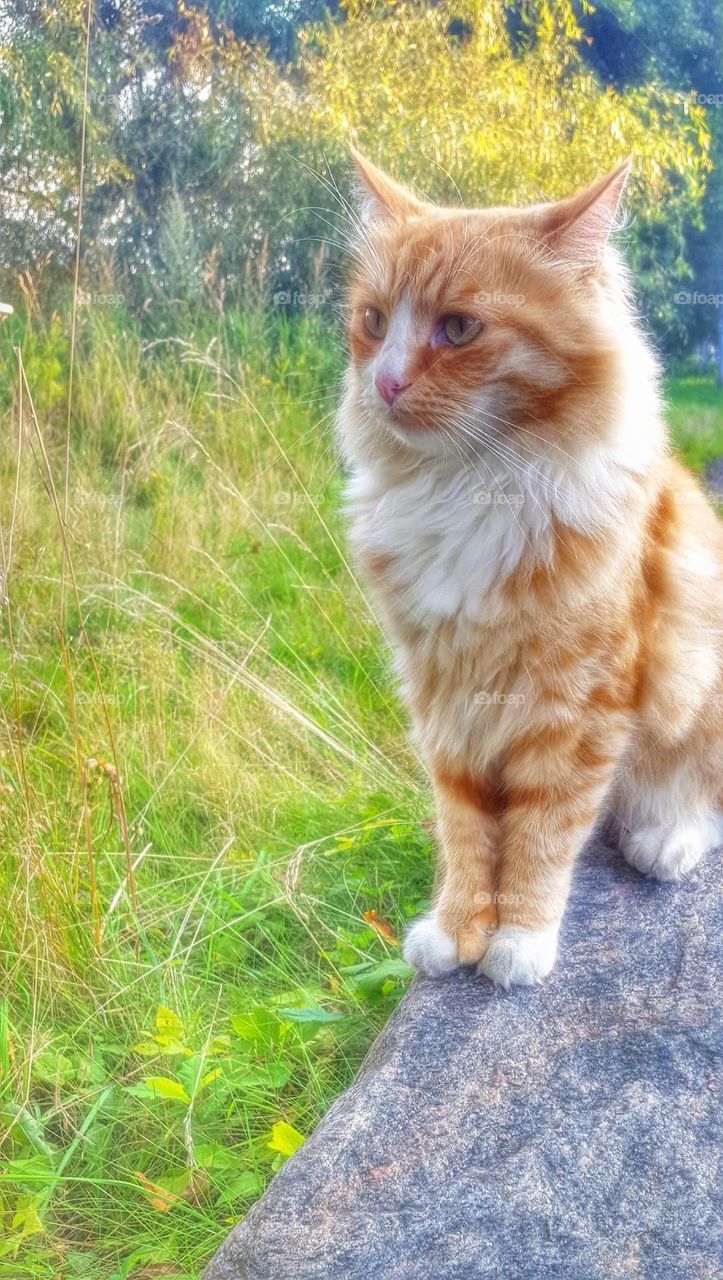 Cat sitting on a stone