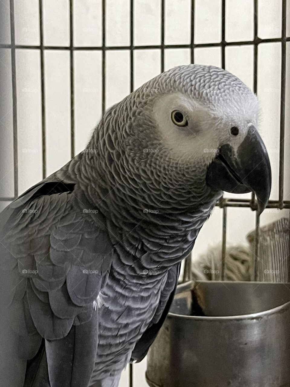 The grey parrot (Psittacus erithacus), also known as the CONGO Grey parrot, Congo African grey parrot or African grey parrot, is an Old World Parrot in the family of Psittacidae…!