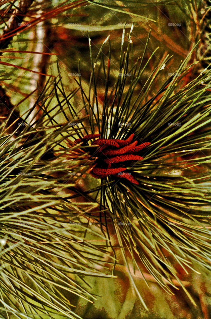 Pine Needle Bloom