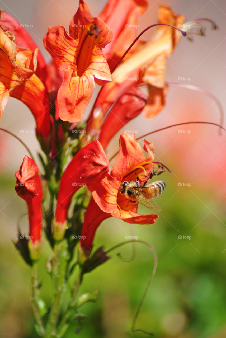 Flower pollination