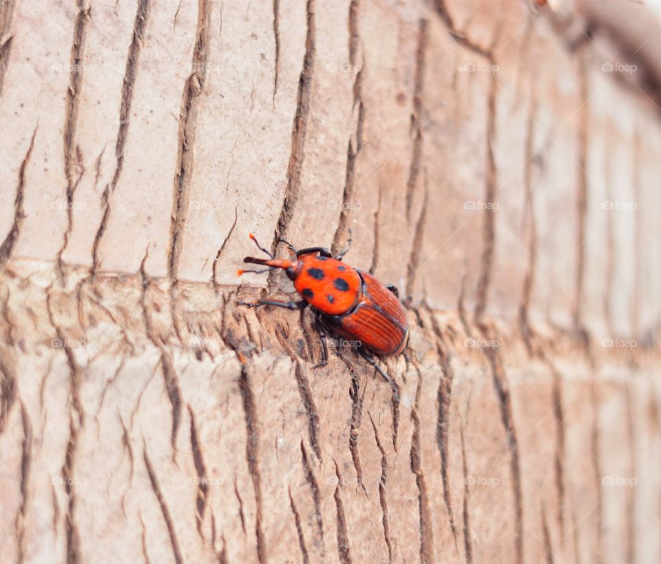 Color story red - red insect