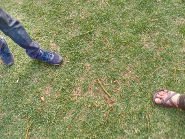 Grass