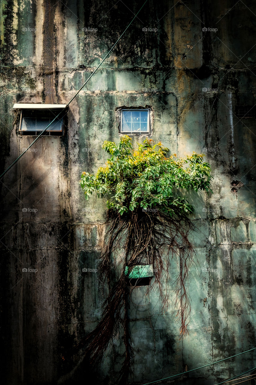 Tree on a wall