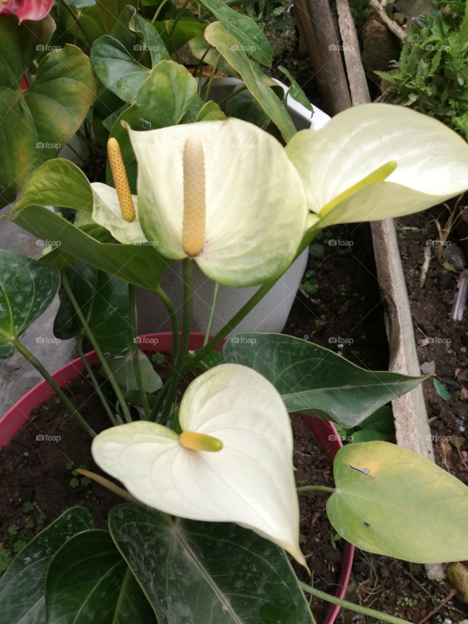 blancos anturios de indiscutible belleza