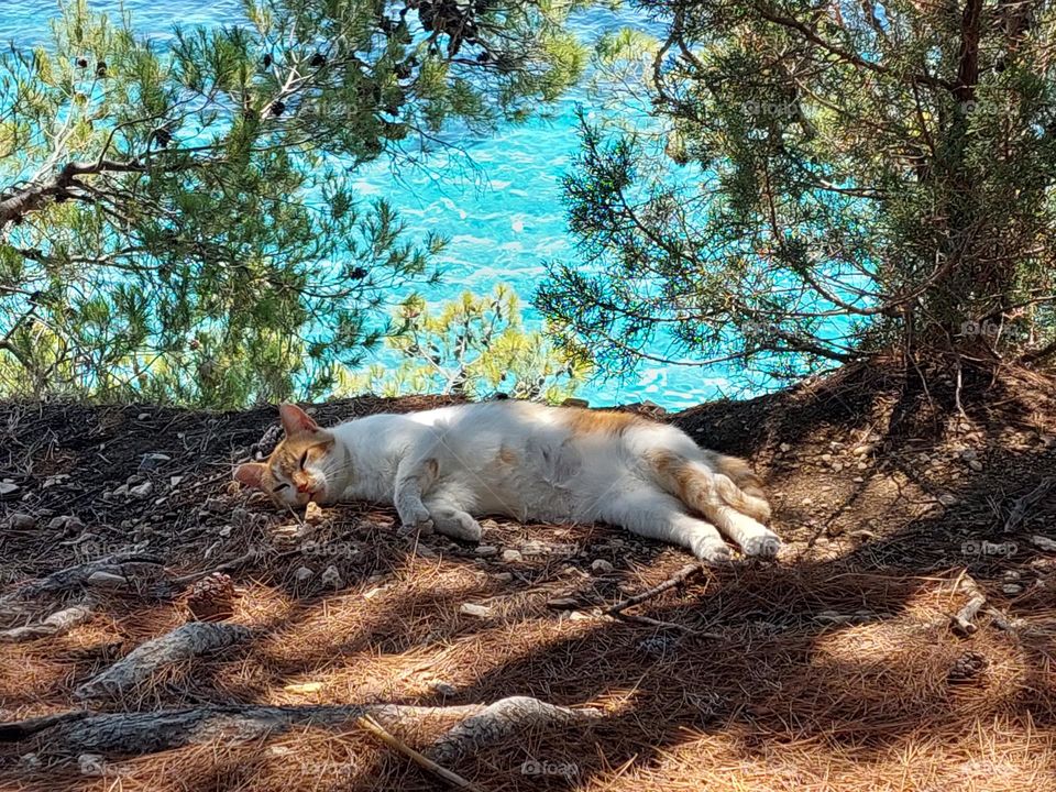 Hot summer day.  A cat is laying and enjoying by the sea