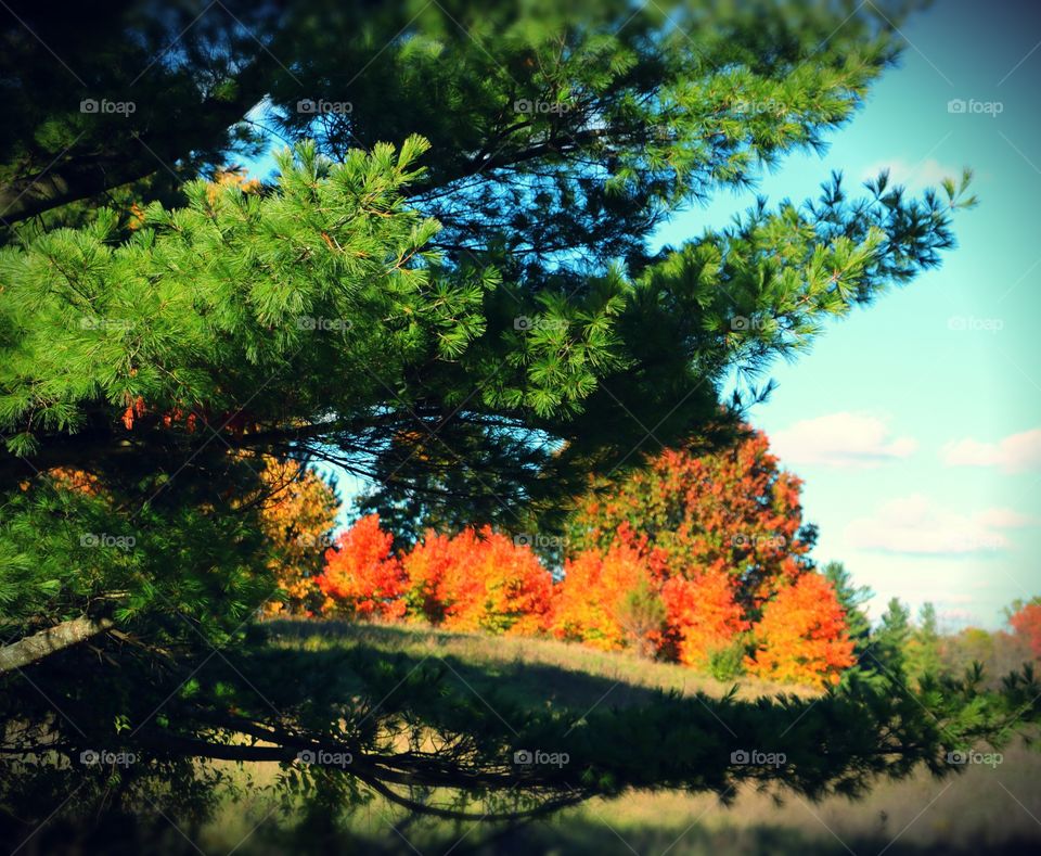 Peeking through the evergreens at the gorgeous peak fall colors.....