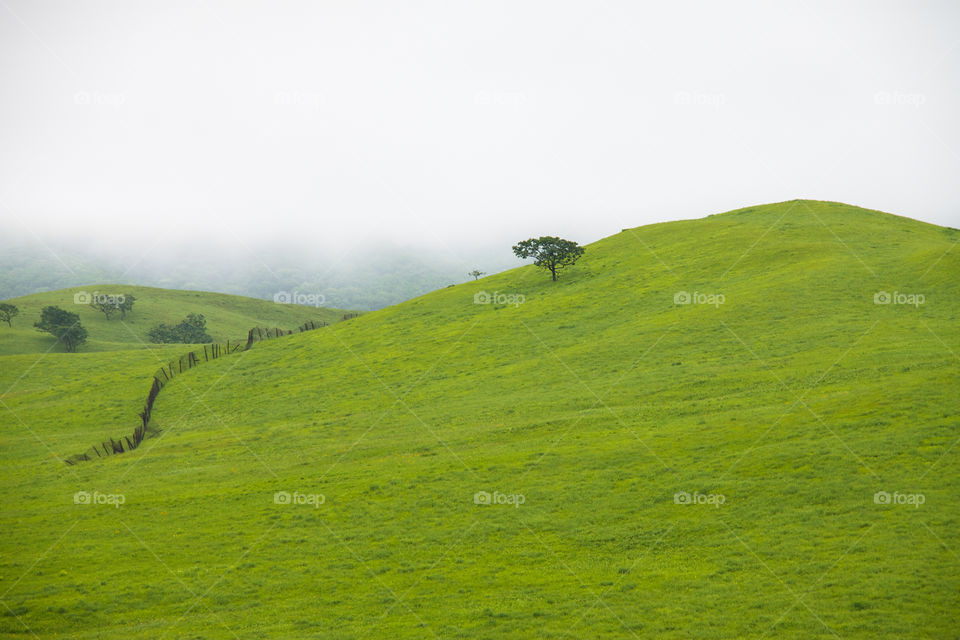 A tree on a hill covered with green grass.