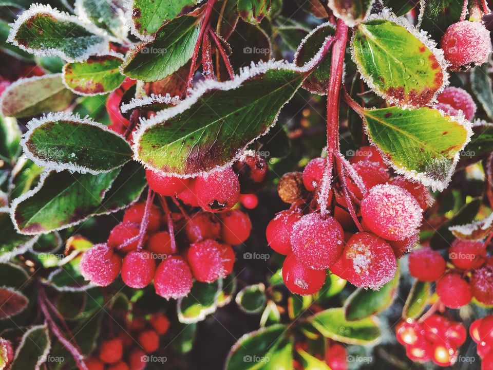 Close-up of frost on berry fruit