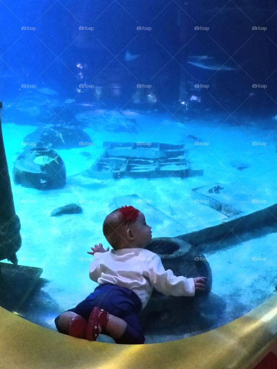 from port hole baby gazes curiously into aquarium as shark swims by