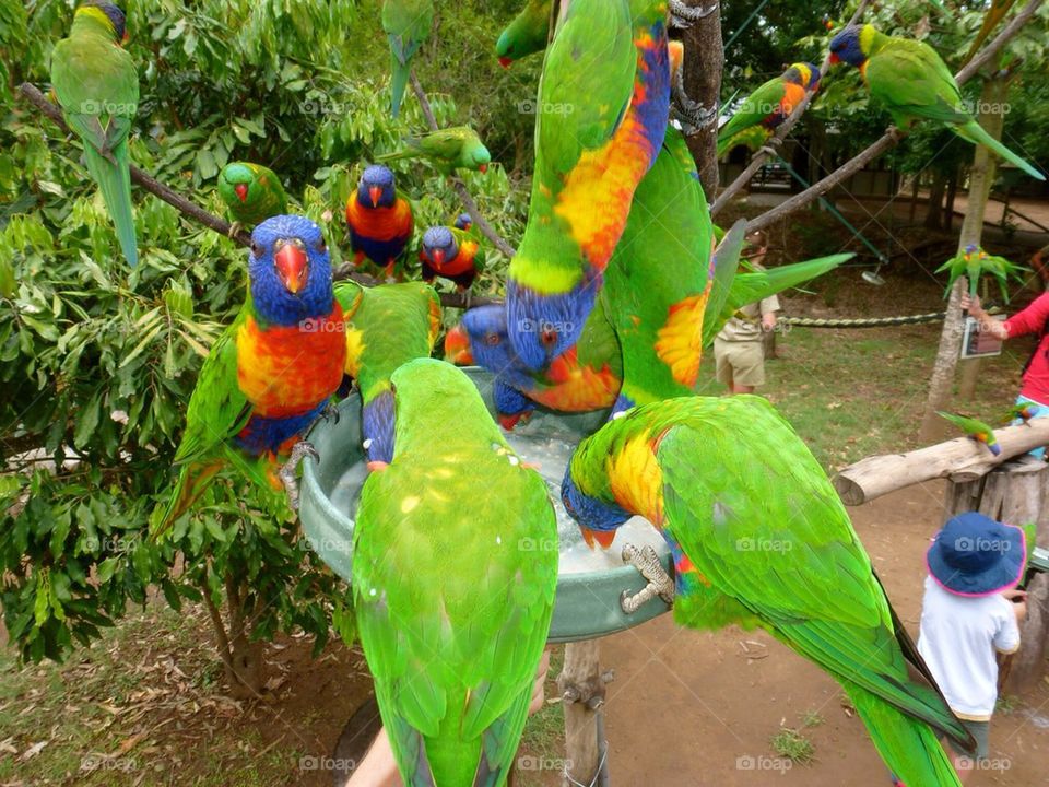 Rainbow parrots hanging out together. Brisbane Australia 