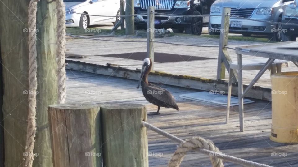 Pelican on dock