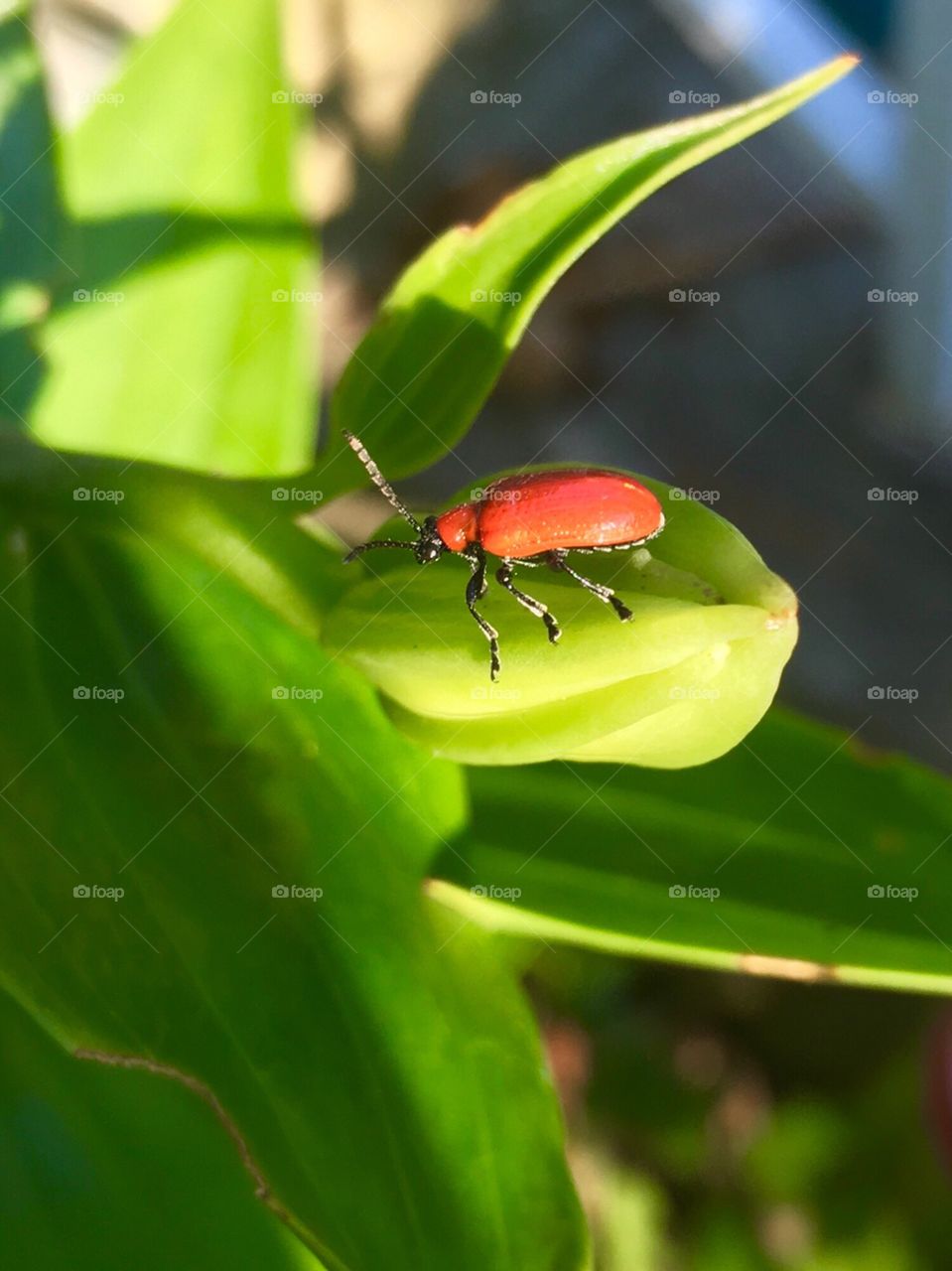 Green, biology , insects, ladybug 