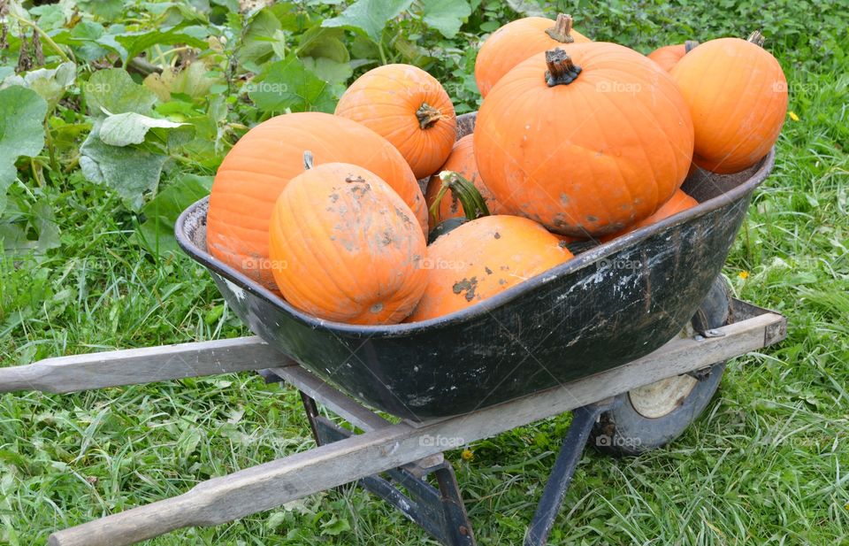 Pumpkins in a wheelbarrow 