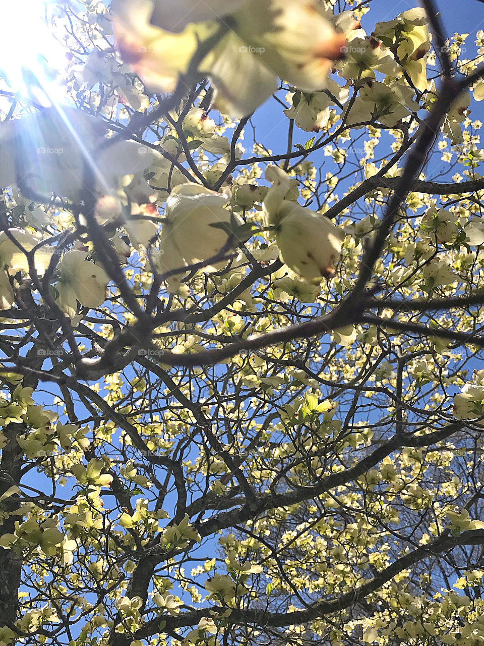 Sunlight through dogwood blossoms 