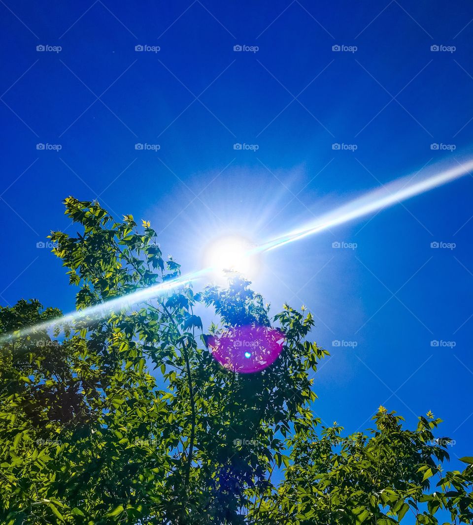the sun in the bright sky against a tree