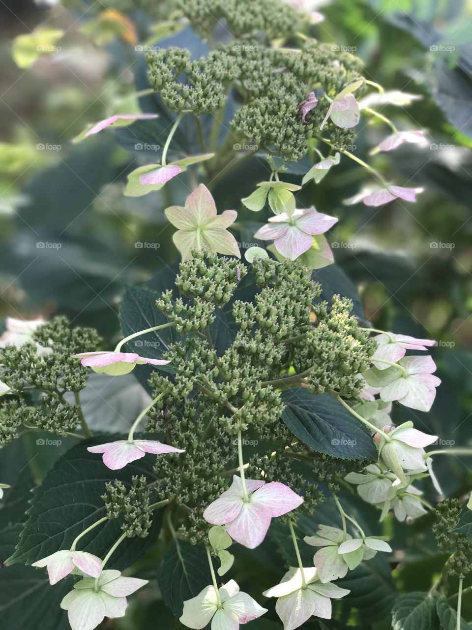 Pretty flowers