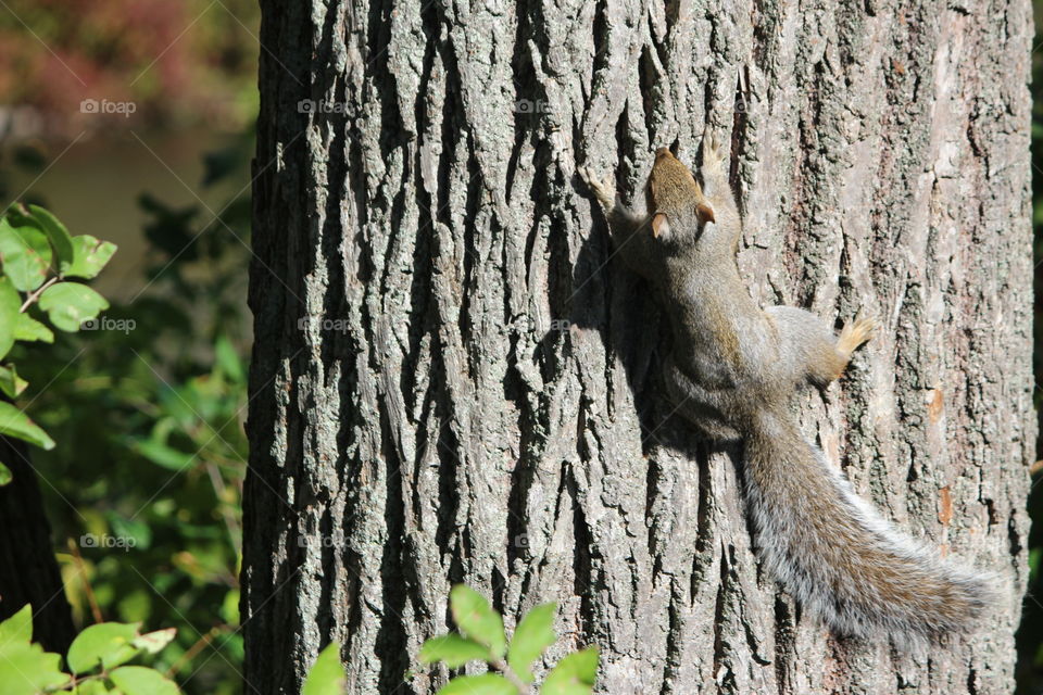 #squirrel