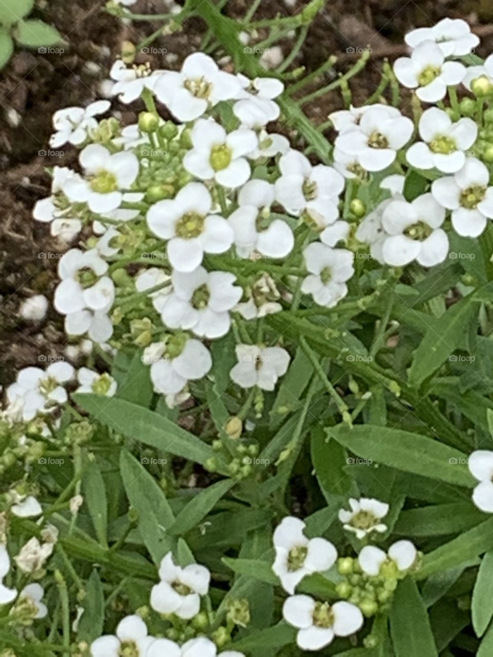 Some of my white phlox flowers