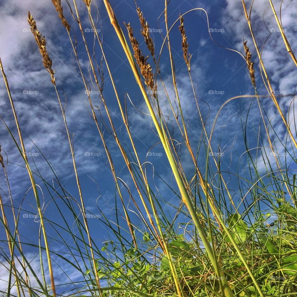 In the grass. An upshot of grass by the beach