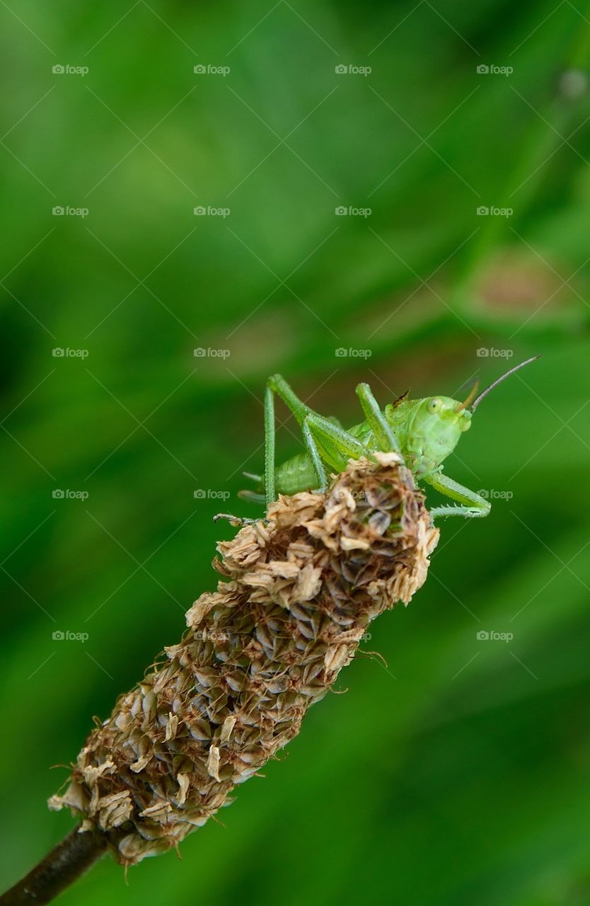 Grasshopper